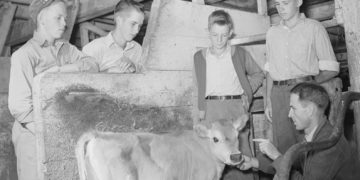 Robert Saugstad and other boys in a Future Farmers of America (FFA) group examining a calf in the Saugstad farm