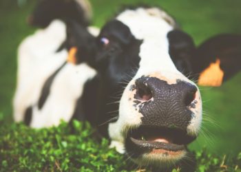 Lactalis réduit sa collecte de lait en France : le monde agricole sonné