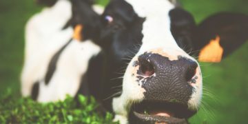 Lactalis réduit sa collecte de lait en France : le monde agricole sonné