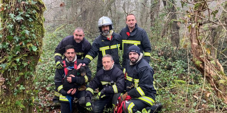 Au nord de Toulouse, les pompiers sauvent un chien tombé dans un puit