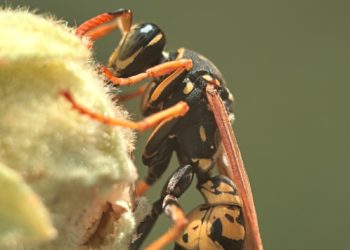 Piquée par un frelon, une femme sauvée de la mort par les Pompiers au nord de Toulouse
