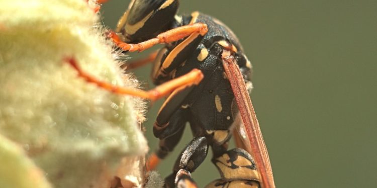 Piquée par un frelon, une femme sauvée de la mort par les Pompiers au nord de Toulouse
