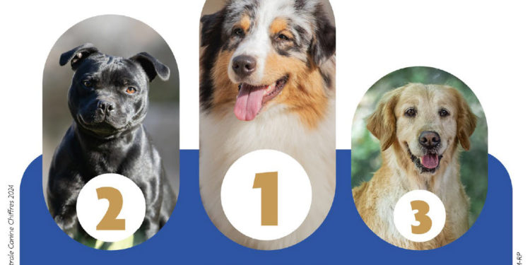 Voici les chiens préférés des Occitans