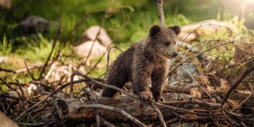 Nouveaux oursons en 2024 : découvrez combien il y a d'ours dans les Pyrénées
