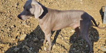 Qui a tué ce magnifique chien ? Une enquête ouverte avec appel à témoin