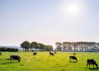 Hongrie : des images choquantes du bétail en décomposition