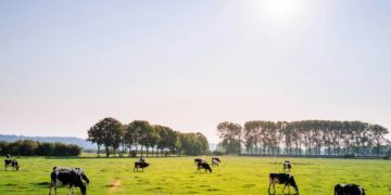 Hongrie : des images choquantes du bétail en décomposition