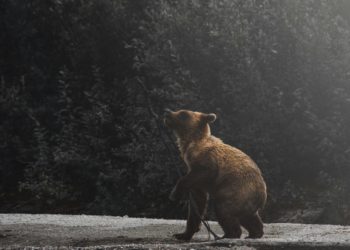 Opinion association FERUS - Ours des Pyrénées "il reste un long chemin vers la viabilité"