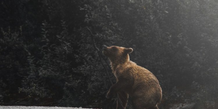 Opinion association FERUS - Ours des Pyrénées "il reste un long chemin vers la viabilité"