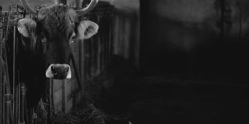 Maltraitance animale : 140 vaches saisies chez un agriculteur