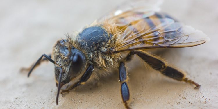 Opinion - Face à la « loi Duplomb », le J’ACCUSE des apiculteurs