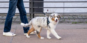 Cette entreprise espagnole offre trois jours de congés payés pour le décès d’un animal de compagnie