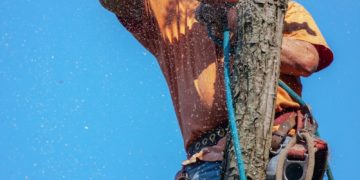 les forêts du monde continuent d’être menacées par la déforestation et le changement climatique.