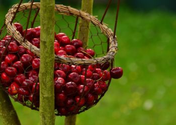 Un clafoutis aux cerises « de folie »