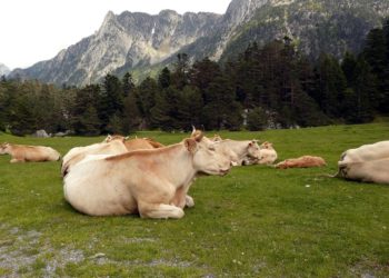 Comment cette commune des Pyrénées doit lutter contre un réchauffement climatique qui abîme ses forêts