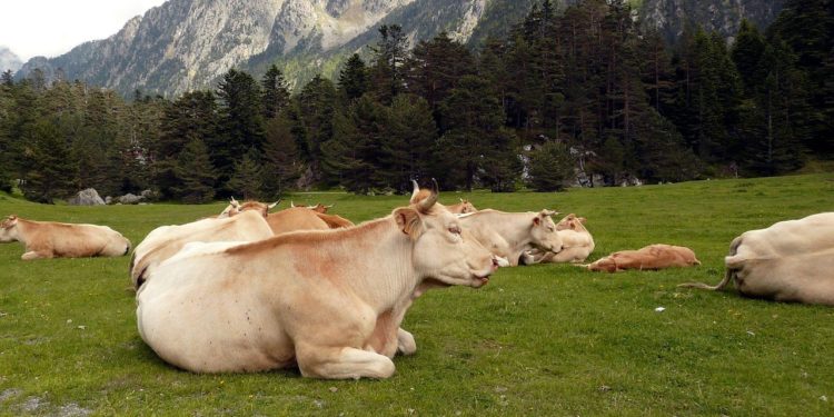 Comment cette commune des Pyrénées doit lutter contre un réchauffement climatique qui abîme ses forêts