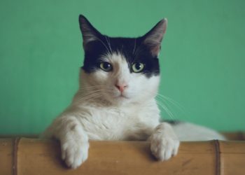 Le Parlement européen soutient la micropuce obligatoire pour tous les chiens et chats