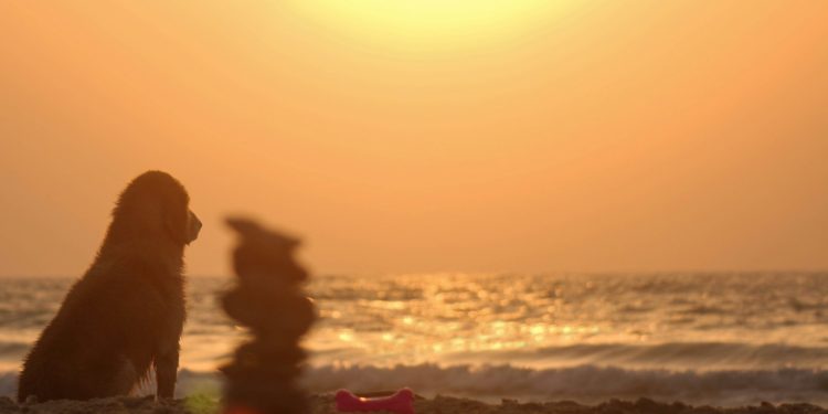 Météo France place 3 départements d'Occitanie en alerte vigilance orange Canicule