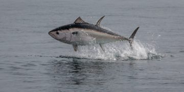 La recette du tartare de thon par un chef doublement étoilé