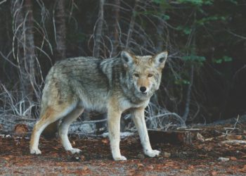Implantation du loup : 3 questions sur la déclaration polémique d’Emmanuel Macron
