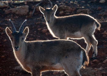 De plus en plus de touristes dans les Pyrénées en été