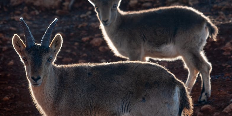 De plus en plus de touristes dans les Pyrénées en été