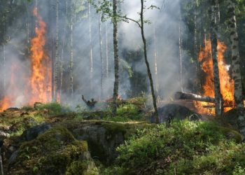 Les feux de forêt peuvent détériorer la qualité de l’air à des milliers de kilomètres