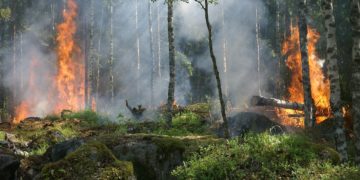 Les feux de forêt peuvent détériorer la qualité de l’air à des milliers de kilomètres