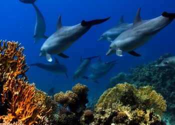 Des milliers de poissons échoués à Saint-Malo