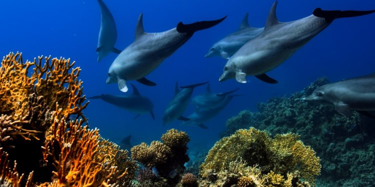 Des milliers de poissons échoués à Saint-Malo