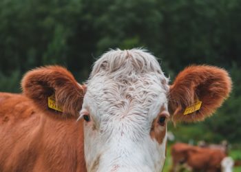Dermatose nodulaire contagieuse bovine, la surveillance étendue en Ariège
