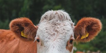 Dermatose nodulaire contagieuse bovine, la surveillance étendue en Ariège