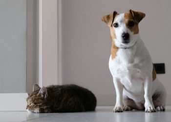 Offrir les meilleurs soins à son animal grâce à l’assurance