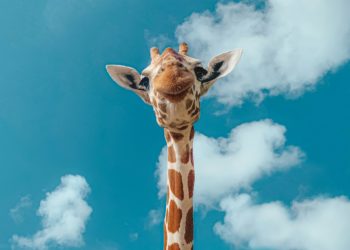 Naissance d'un bébé girafe