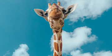 Naissance d'un bébé girafe