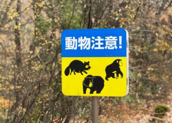 Comment le Japon veut lutter contre les attaques d'ours