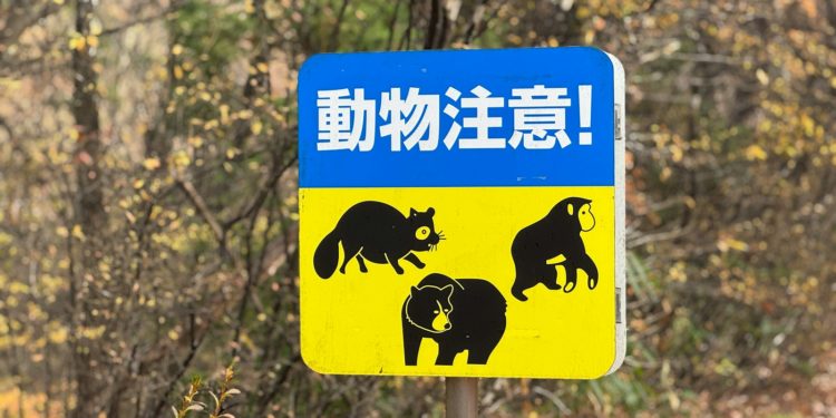Comment le Japon veut lutter contre les attaques d'ours