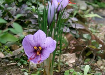 De l’or rouge : la récolte du safran au petit matin