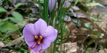 De l’or rouge : la récolte du safran au petit matin