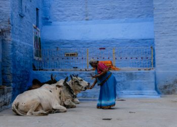 Inde: une bataille de bouse de vache