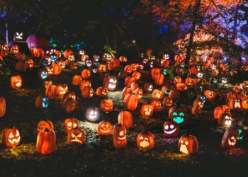 a group of pumpkins in a field