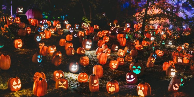 a group of pumpkins in a field