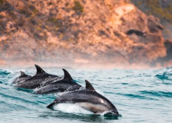 Quand des dauphins pêchent et jouent à proximité de plaisanciers