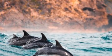 Quand des dauphins pêchent et jouent à proximité de plaisanciers