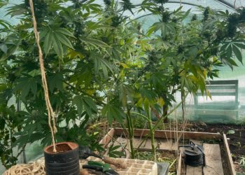 L'odeur de cannabis était restée incrustée dans la voiture