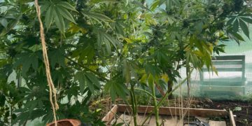 L'odeur de cannabis était restée incrustée dans la voiture