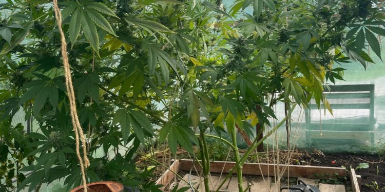 L'odeur de cannabis était restée incrustée dans la voiture