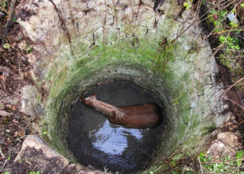 Un chien coincé dans un plafond, un cheval dans un puits, les pompiers face à l'insolite