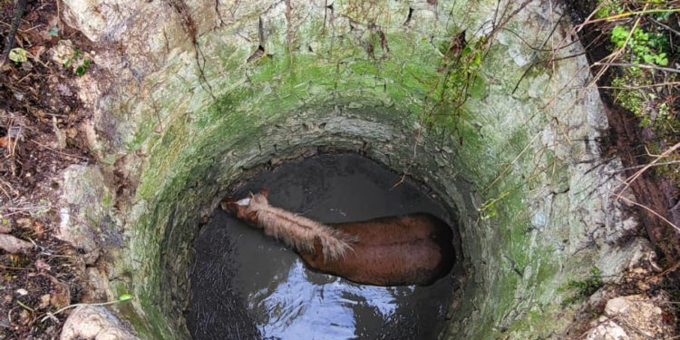 Un chien coincé dans un plafond, un cheval dans un puits, les pompiers face à l'insolite