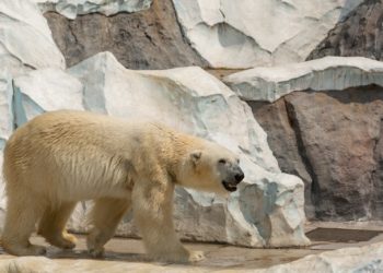 À la COP30, la guerre à la désinformation climatique
